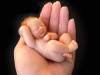 <b>Riscul nasterii premature </b>