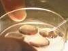 ovule