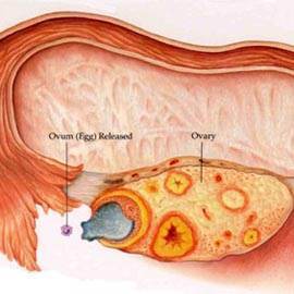 Pozitia cervixului in starea ta de fertilitate