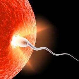 Pas cu pas in calea inseminarii artificiale