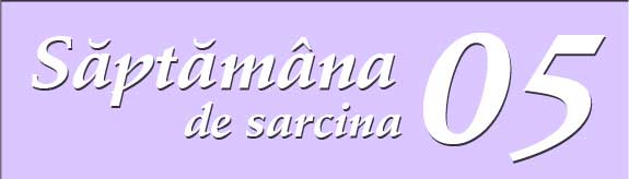 Saptamana a cincea de sarcina