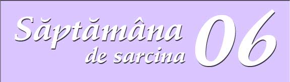 Saptamana a sasea de sarcina