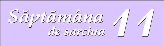 Saptamana a unsprezecea de sarcina