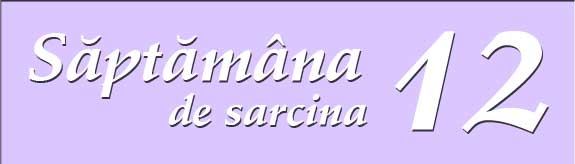Saptamana a doisprezecea de sarcina
