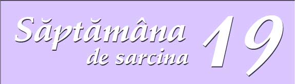 Saptamana 19 de sarcina
