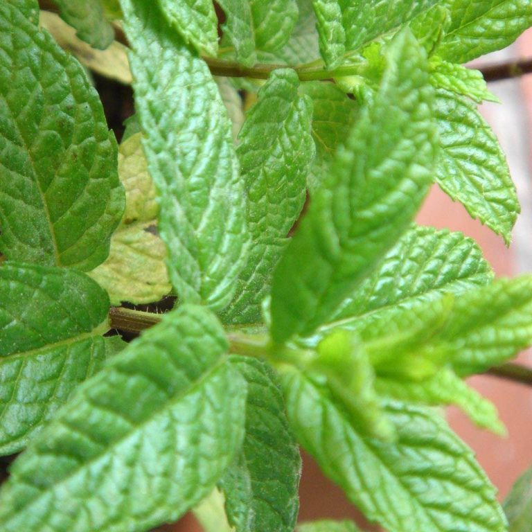 Plante interzise in alaptare