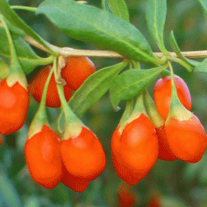 fructul Goji (www.gojijuiceandberries)