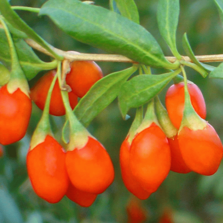 Fructul Goji si fertilitatea