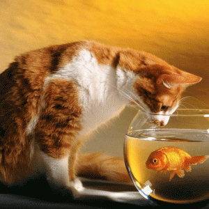 pisica si pestele din acvariu (www.images.paraorkut.com)