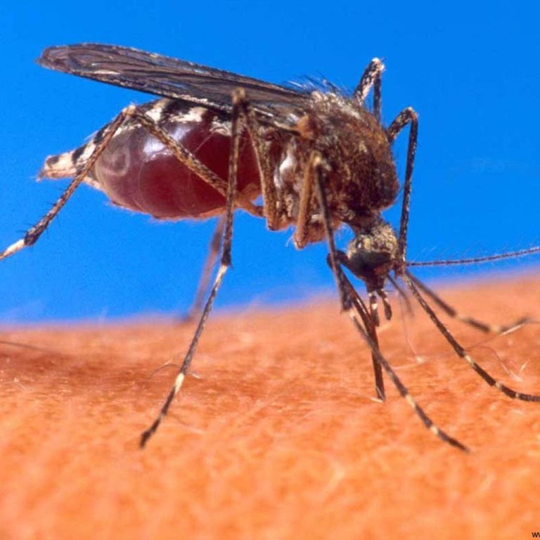 Totul despre West Nile si cum sa ne ferim copiii de el