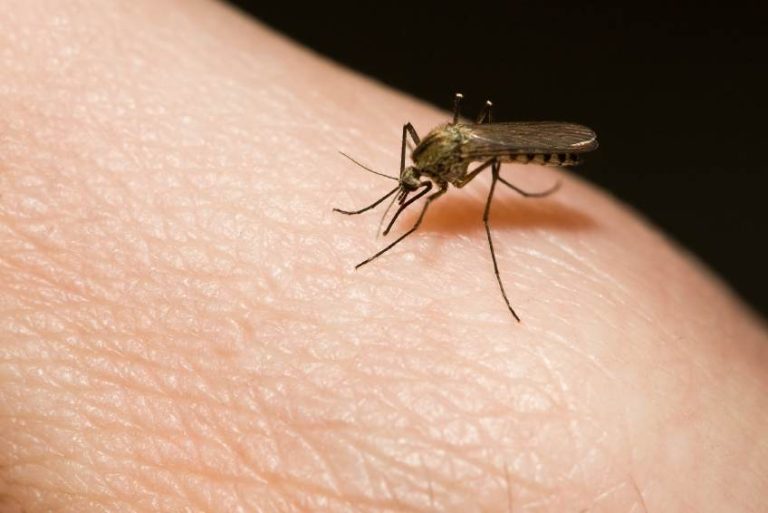 Nu lăsați înțepăturile de insecte să vă strice vacanța!