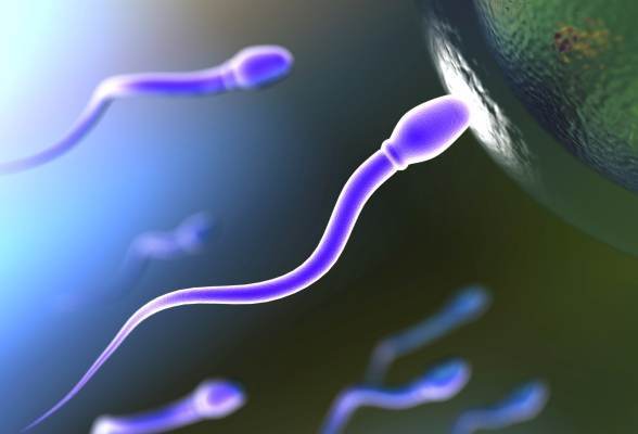 Problemele de fertilitate s-ar putea datora spermatozoizilor dezorientati