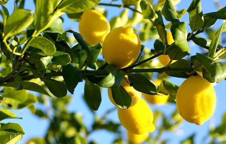 4 beneficii ale cojii de lamaie