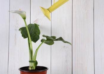 8 plante care purifica aerul din casa