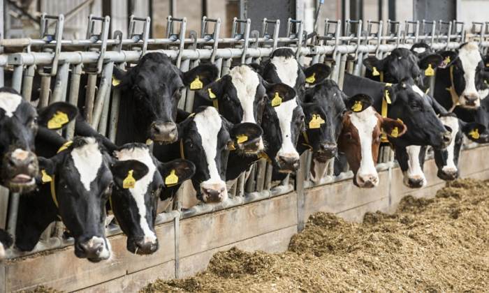 Fara antibiotice in produsele de origine animala