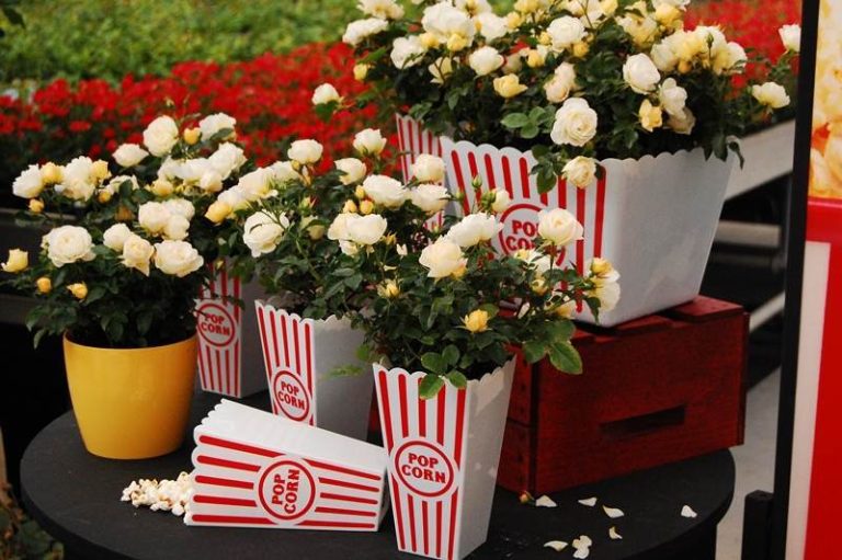 Popcorn Drift, noua vedeta a sezonului  pentru pasionatii de flori si gradinarit