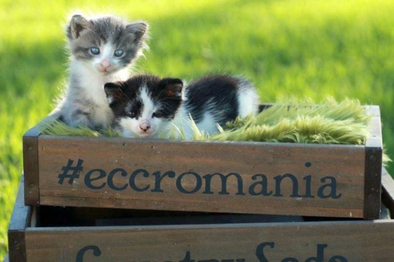 Călătoria cu animalul de companie în Uniunea Europeană