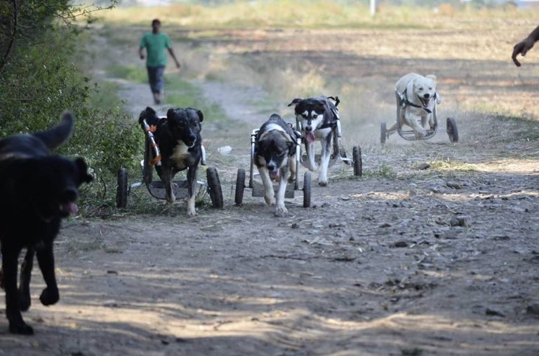 Vedetele autohtone vor strânge hrană pentru animalele fără adăpost la PetExpo