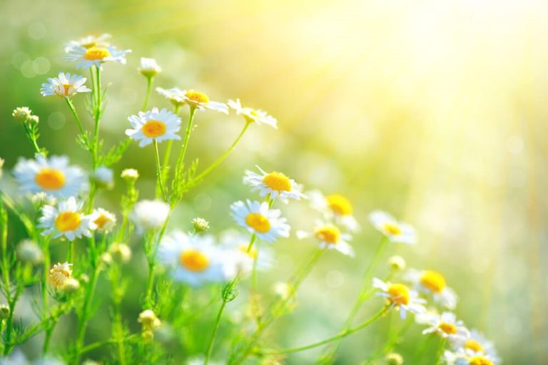 Organismul tau renaste odata cu natura! Bucura-te de energie si vitalitate consumand remediile naturiste specifice primaverii!
