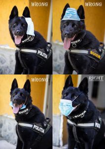 Viral: Câinele poliţist Şuier arată cum se poartă corect masca de protecţie – FOTO